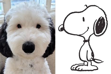 real life snoopy dog breed|Peanuts Snoopy Look